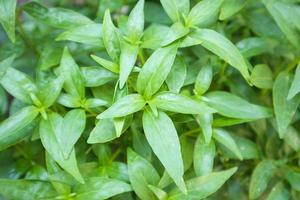 close up Andrographis paniculata plant leaves Ayurveda herbal medicine photo