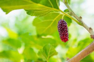 frutas frescas de morera roja en la rama de un árbol foto