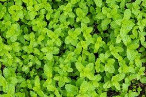 close up mint leaves plant grow in organic vegetable garden photo