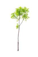 tree isolated on white background photo