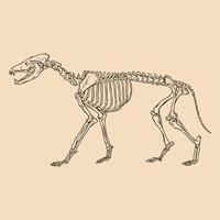 Animal skeleton wolf vector illustration