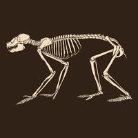 esqueleto animal mono ilustración vectorial vector