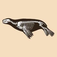 Skeleton sea lion vector illustration