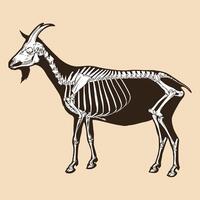 Skeleton goat vector illustration