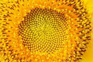 close up sunflower photo