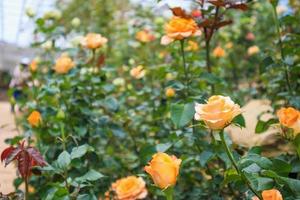 Beautiful fresh natural roses in flower garden photo