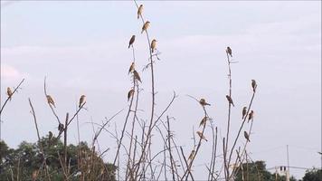 group of small funny birds sparrows sit on a branch spring time video