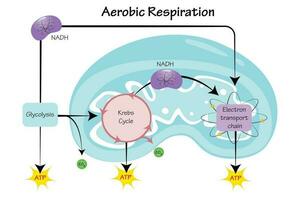 aerobic respiration vector illustration