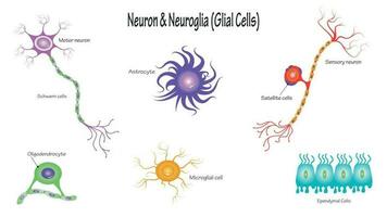 neuronas y células neurogliales vector