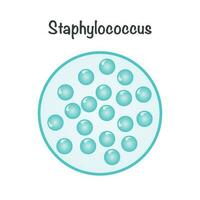 Vector Illustration Graphic of Staphylococcus