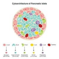 Cytoarchitecture of Pancreatic Islet Diagram vector