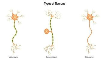 diferentes tipos de neuronas vector