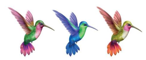 Flying Hummingbird Realistic Set vector