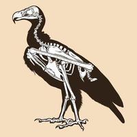Skeleton vulture vector illustration