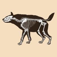 Skeleton hyena vector illustration