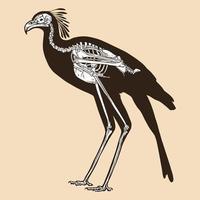 esqueleto, secretario, pájaro, vector, ilustración