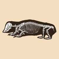 esqueleto sur marsupia topo ilustración vectorial vector