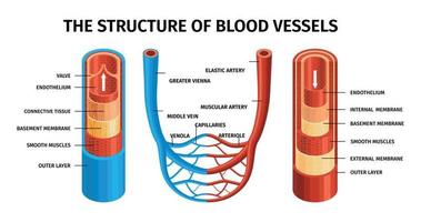 composición realista de arterias y venas de vasos sanguíneos vector