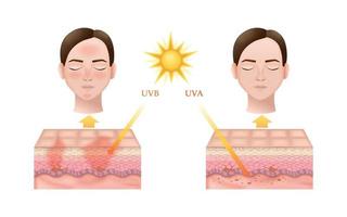 Skin Anatomy Sun Radiation Infographics vector