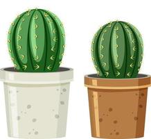 Pot of cactus on white background vector