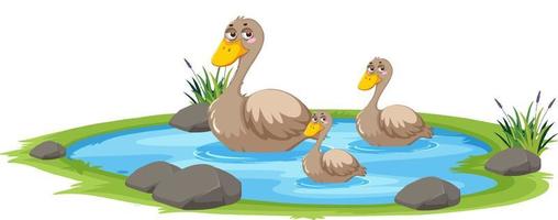 Duck in the pond on white background vector