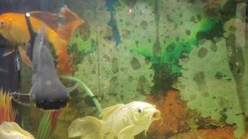 peixes coloridos nadando em um aquário video