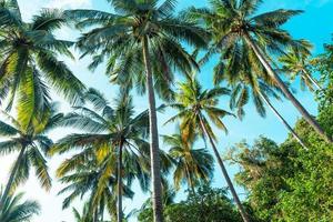 coconut trees on tropical island in summer photo