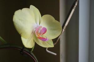 Beautiful orchid flowers in yellow and slightly purple in the light in front of the house window photo