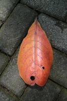 dry ketapang leaves on paving block photo