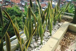 sansevieria trifasciata planta en el jardín con decoración de piedra blanca foto