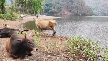 koeien bij sat tal - zeven meren - is een onderling verbonden groep van zeven zoetwatermeren in het lagere Himalaya-gebergte in de buurt van bhimtal. video