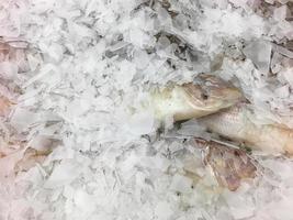 Fresh fish in the market photo