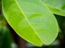 green leaf background photo