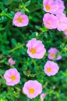 pequeñas flores rosadas de perejil foto