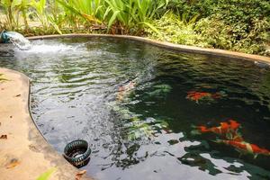 colorful fancy carps koi fish in garden pond photo