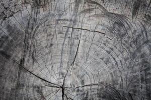 Old wood cut texture background photo