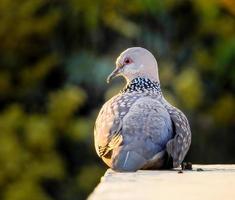 The spotted dove Spilopelia chinensis is a small and somewhat long-tailed pigeon of Indian subcontinent.