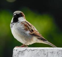 a male House sparrow. Sparrows are a family of small passerine birds. They are also known as true sparrows, or Old World sparrows, names also used for a particular genus of the family.