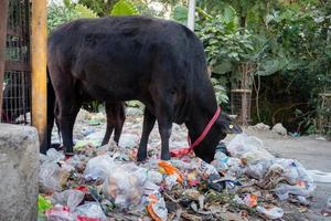 Uttarakhand, INDIA  March 25th 2022  Cows eating garbage full of plastics and others toxic waste dumped roadside. photo