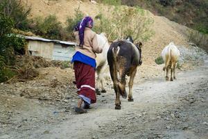 13 january 2021. Dehradun, Uttarakhand, India. A rural Indian garhwali woman taking her cattle out for a walk and grazing. photo