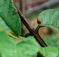 A close up shot of Ladybugs Coccinellidae on a green leaf. Coccinellidae is a widespread family of small beetles