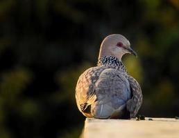 The spotted dove Spilopelia chinensis is a small and somewhat long-tailed pigeon of Indian subcontinent.