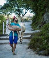 6th october 2020. Uttarakhand, India. A man carrying a newborn cow calf following by its mother in rural India. photo