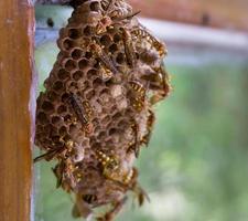 A close up shot of yellow paper wasp nest on a window pan. Paper wasps are vespid wasps that gather fibers from dead wood and plant stems,mix with saliva, construct gray or brown papery material. photo