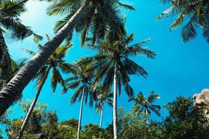 coconut trees on tropical island in summer photo