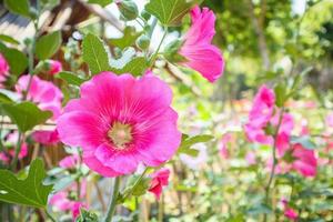 Beautiful Pink flower hollyhock blossoms decorate in garden photo