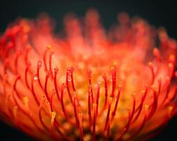 macro tiro de flor de acerico naranja y rojo sobre fondo oscuro foto