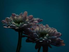 Pink chrysanthemum on teal background photo