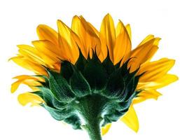 Macro shot of the underside of a sunflower photo