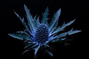 Macro shot of blue thistle on dark background photo